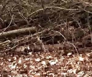 Www kostenlose sexfi ...